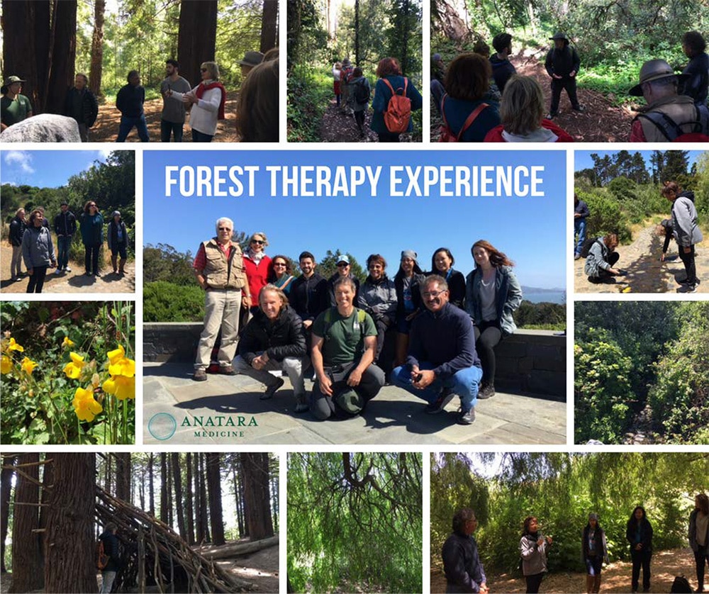 Group forest therapy experience